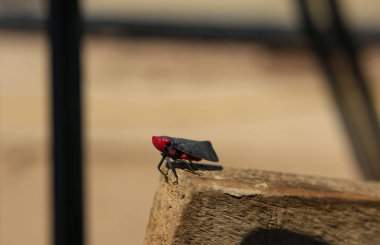 Garip siyah ve kırmızı ağustosböceği, çok ilginç 