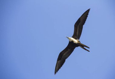 Sakin ol, daha seçenekleri içinde benim portföy uçan güzel fırkateyn 