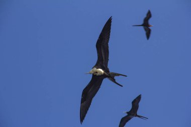Sakin uçan ve tırmalamak baş, daha seçenekleri içinde benim portföy güzel fırkateyn 
