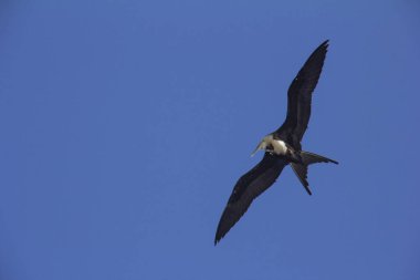 Sakin uçan ve tırmalamak baş, daha seçenekleri içinde benim portföy güzel fırkateyn 