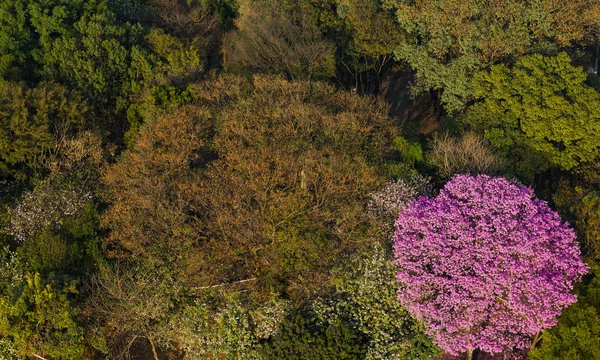 Top view aerial forest, forest view texture from above.Above pink trumpet tree. Flower
