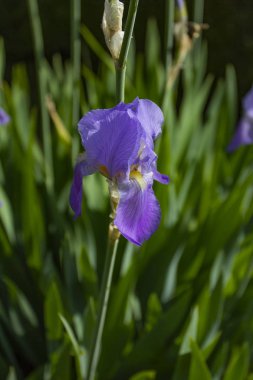 İlkbahar ve yaz aylarında artan mavi, mor, farklı renkler. 