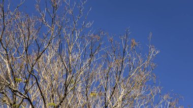 Kurumuş ağaçları ve mavi gökyüzü arka plan dalları 