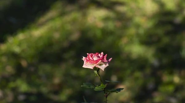 Red White Flower Garden — Stock Photo, Image