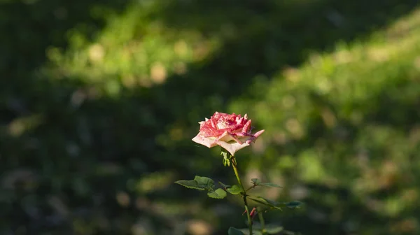 White rose and pink on green background