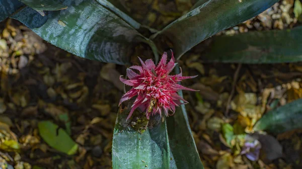 Bromelia Vriesea Lub Aechmea Fasciata Kwiat Rośliny Tropikalne — Zdjęcie stockowe