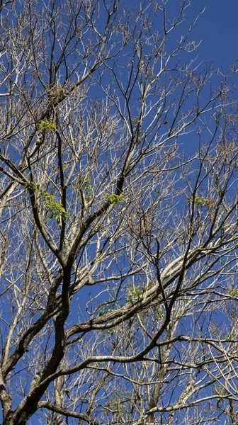 Ένα Δέντρο Πάνω Ένα Καταγάλανο Ουρανό Κλαδιά Δέντρου Άγονο Τοπίο — Φωτογραφία Αρχείου