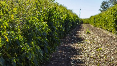 Kahve sanayi arka plan. Kahve ağaçları veya bush ile olgun organik meyve hasat çiftlik plantasyonda toplanan 