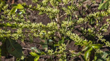 Kahve ağacı çiçeği içinde. Çiçek kahve 