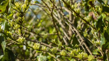 Kahve çiçek. Bir kahve bitki ile beyaz kahve çiçekler yapraklar. kahve çiftlik. 