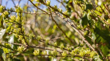 Kahve, kahve çiftlik, Brezilya Güney Amerika çiçek 