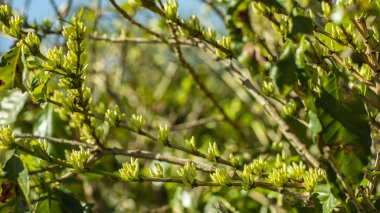 Çiçek kahve. Kahve çekirdekleri büyüme ağaç üzerinde 