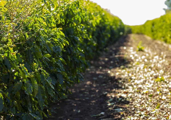 Árbol Café Con Granos Café Verdes Rama Granja Café — Foto de Stock