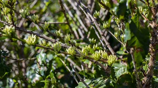 Blume Des Kaffees Kaffeebohnen Wachstum Baum — Stockfoto