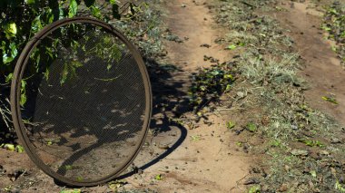 Seçme kahve çekirdekleri elek. Yerdeki bir elek seçin kahve 