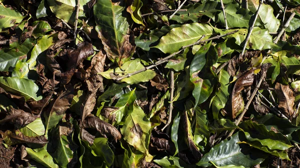 Dried and green leaves on the floor. Leaves of coffee plants. Background image