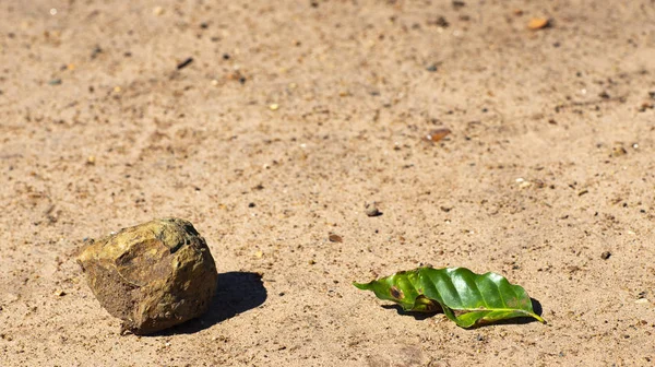 Rock and a green leaf in sand, white background and texture