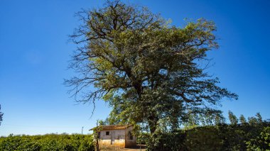  Kırsal ülke çiftlik Brezilya 
