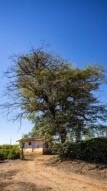 Dünyada kırsal çiftlik. Populy şehir, Sao Paulo Brezilya devlet, Güney Amerika'nın Victoria bölgesi 
