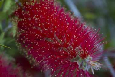 Şişe fırça tesisi. Callistemon kırmızı şişe fırça bitki doğal çiçek arka plan.
