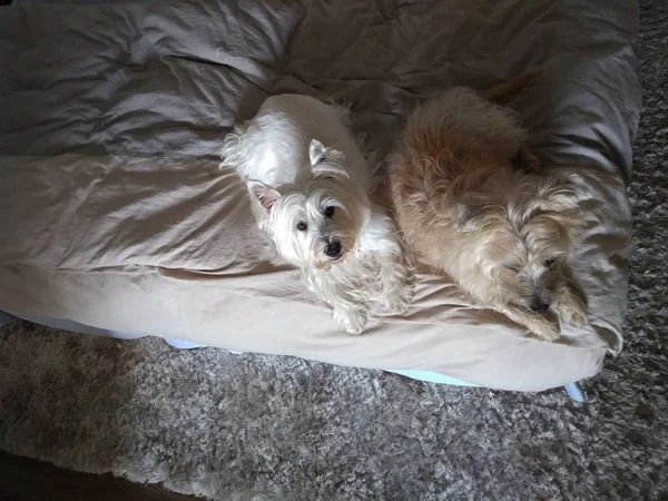 Top view of two dogs resting on the bed with lots of charm and one looking up. The dog breed is a Cairn Terrier and Westie Terrier.