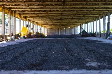 Kahve çekirdekleri kurutma. Kahve çekirdekleri gölgede kurutma. Kahve çekirdekleri iş. 