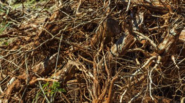 Kuru kökleri grubudur. Kurutulmuş kırmızı kök kök ve bazı arka planda, seçici odak 's pembe ve kırmızı deri bir kahve 
