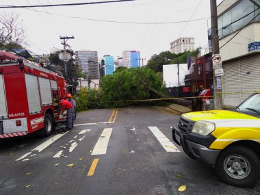 Sao Paulo şehir, Sao Paulo eyalet/New Avenue Independencia, 1066, Brezilya Güney America.10/13/2018rain ile güçlü rüzgar darbelere ağaçta yeni Avenue Independencia, 1066, Sao Paulo şehir, Brezilya.