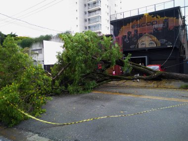 Sao Paulo şehir, Sao Paulo eyalet/New Avenue Independencia, 1066, Brezilya Güney America.10/13/2018rain ile güçlü rüzgar darbelere ağaçta yeni Avenue Independencia, 1066, Sao Paulo şehir, Brezilya.
