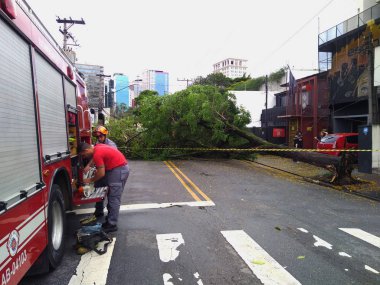 Sao Paulo şehir, Sao Paulo eyalet/New Avenue Independencia, 1066, Brezilya Güney America.10/13/2018rain ile güçlü rüzgar darbelere ağaçta yeni Avenue Independencia, 1066, Sao Paulo şehir, Brezilya.