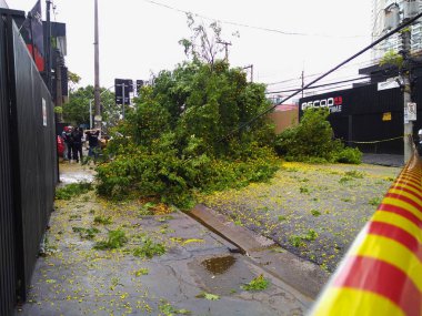 Sao Paulo şehir, Sao Paulo eyalet/New Avenue Independencia, 1066, Brezilya Güney America.10/13/2018rain ile güçlü rüzgar darbelere ağaçta yeni Avenue Independencia, 1066, Sao Paulo şehir, Brezilya.