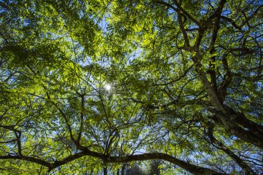 Alt görünümü ağaçlar kadar. Ağaçlar, Brezilya 