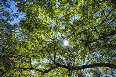 Alt görünümü ağaçlar kadar. Ağaçlar, Brezilya 