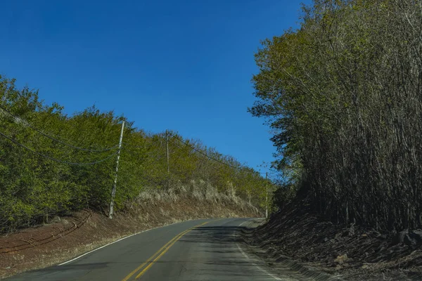 Strada Tra Gli Alberi Strada Piena Alberi Brasile Sud America — Foto Stock