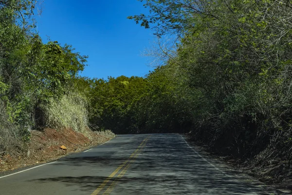 Road between trees. Road full of trees. Brazil South America.
