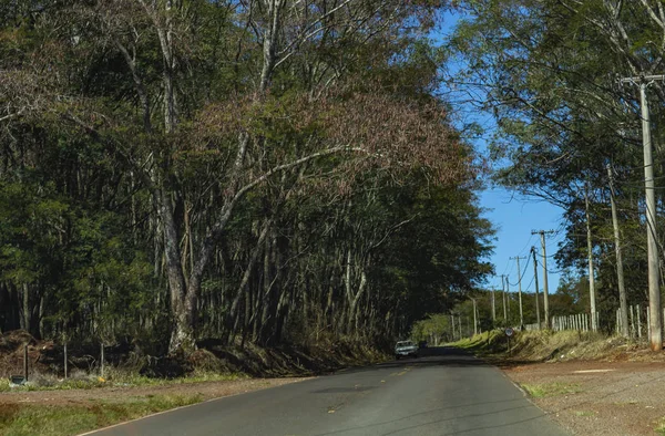 Strada Tra Gli Alberi Strada Piena Alberi Brasile Sud America — Foto Stock