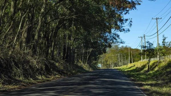 Road between trees. Road full of trees. Brazil South America.