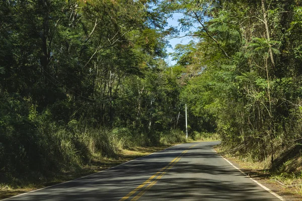 Road between trees. Road full of trees. Brazil South America.