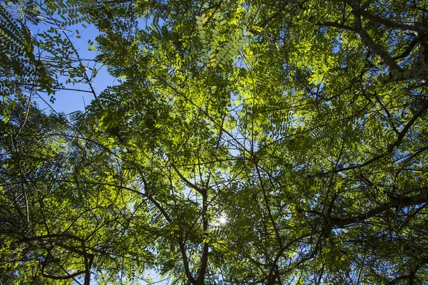 아래쪽 나무를 브라질의 — 스톡 사진