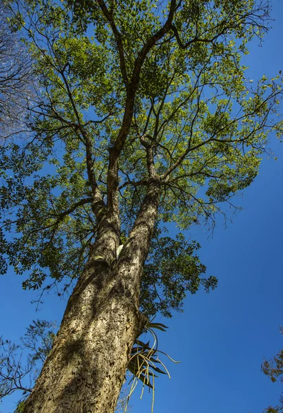 Pohled Zdola Nahoru Stromy Stromy Brazílie — Stock fotografie