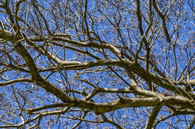 Kurumuş ağaçları ve mavi gökyüzü arka plan dallarında. Mavi gökyüzü karşı bir ağaç.