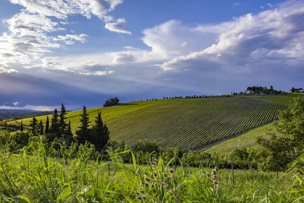 Hagyományos Vidéki Gyönyörű Toszkán Táj Szőlőültetvények Olaszország Szőlőültetvények Toszkána Chianti — Stock Fotó