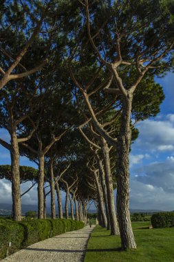 Çam yol. Ağaçların arasındaki yollar.