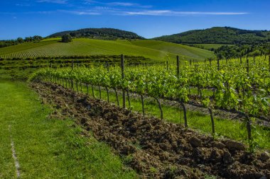 Üzüm hasat önce güzel satırları. Bahar bağ kara.