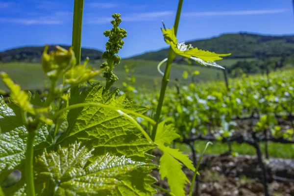 Hojas Jóvenes Uvas Luz Del Sol Atardecer Inflorescencia Joven Uvas — Foto de Stock