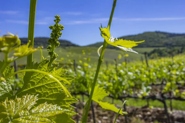 Hojas Jóvenes Uvas Luz Del Sol Atardecer Inflorescencia Joven Uvas — Foto de Stock