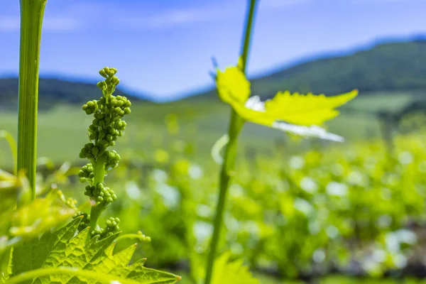 Hojas Jóvenes Uvas Luz Del Sol Atardecer Inflorescencia Joven Uvas — Foto de Stock