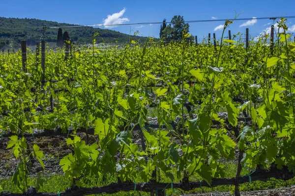 Hermosas Hileras Uvas Antes Cosecha Terreno Del Viñedo Primavera — Foto de Stock