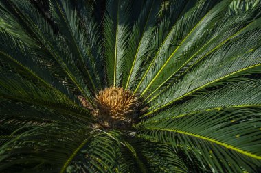 Cycas circinalis L. aileler Cycadaceae, palmiye bilimsel adıdır. Cycas lyzard palm, çiçek ve bitki kalp ile yakın 