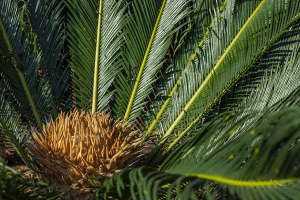 Cycad Scientific Name Cycas Circinalis Families Cycadaceae Cycas Close Lyzard — Stock Photo, Image